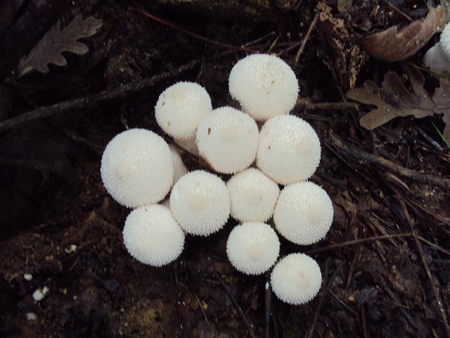 136- Cogumelos.JPG
